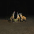 Suicide Disco (2026 REPRESS,2LP (gatefold + dl) - Years of Denial